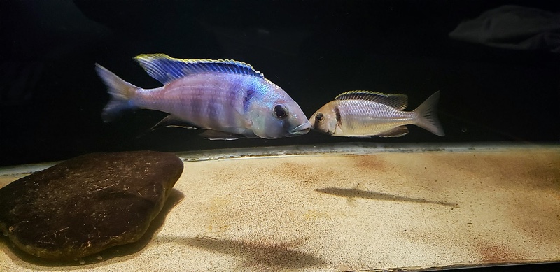 Placidochromis electra 'Likoma Island'
